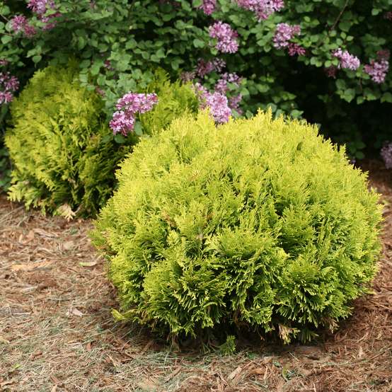 Tater Tot Thuja Spring Meadow Wholesale Liners Spring Meadow Nursery 2716